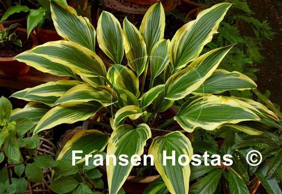 Hosta Proud Sentry